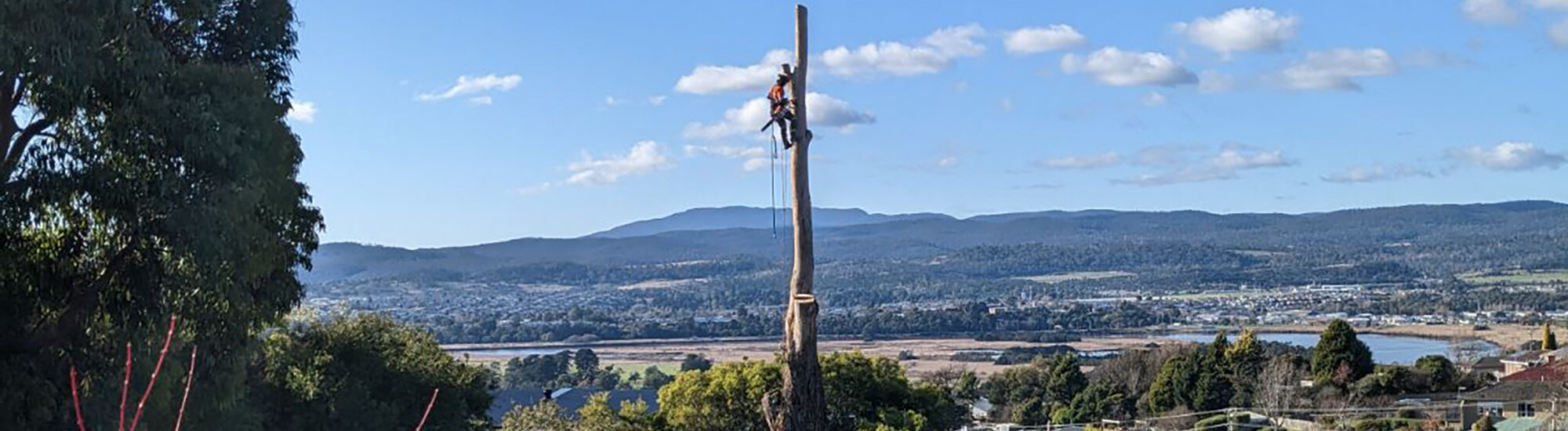 Banner - Tree Services